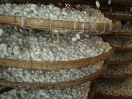 production mondiale de soie