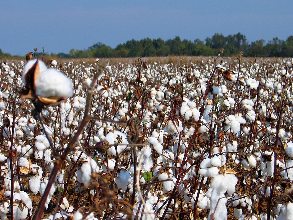 production de coton